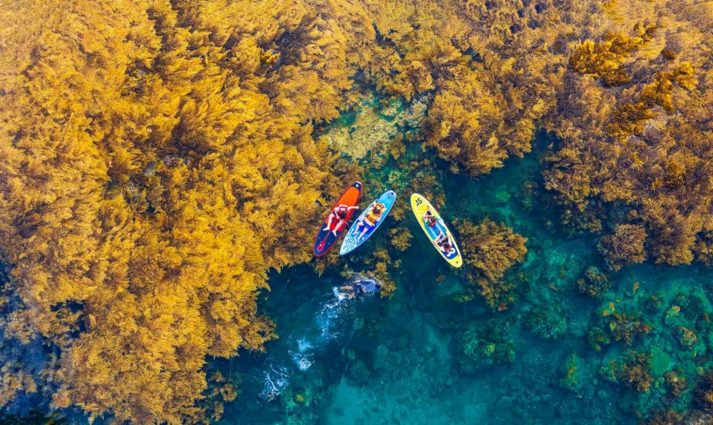 The sargassum transforms Hon Kho into a sea of glowing golden hues